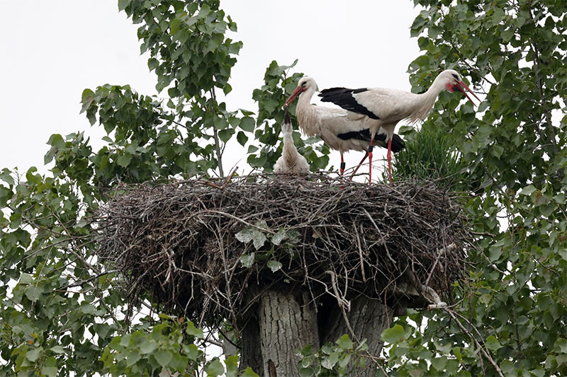 Storch-Familie