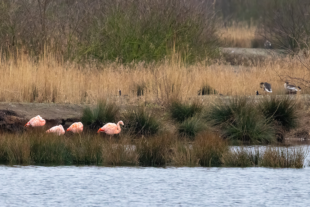 Flamingos-Deutschland